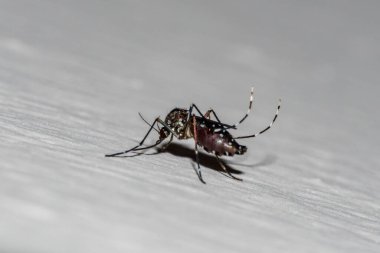 Duvarın önünde sivrisinek numunesi var.