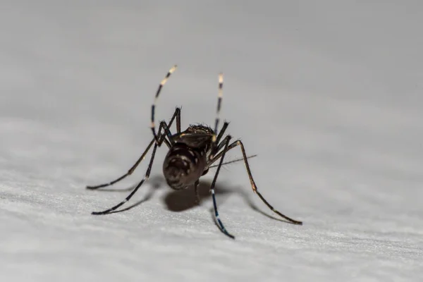 Espécimen Mosquito Primer Plano Pared Una Pared — Foto de Stock