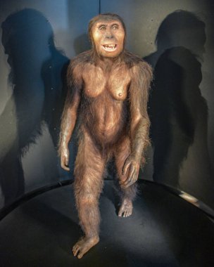 Burgos, İspanya - 16 Ekim 2021: İnsan Evrimi Müzesinde Bir Neandertalin Modeli