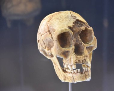 Burgos, İspanya - 16 Ekim 2021: Tarihöncesi insan kafatasları