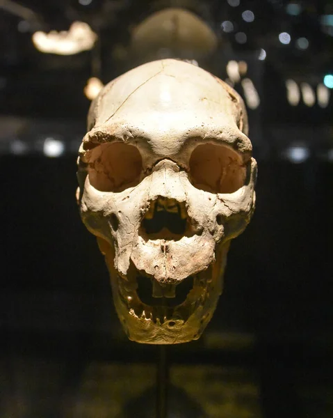 Burgos Hiszpania Paź 2021 Przedhistoryczne Ludzkie Czaszki Wystawie Muzeum Ewolucji — Zdjęcie stockowe