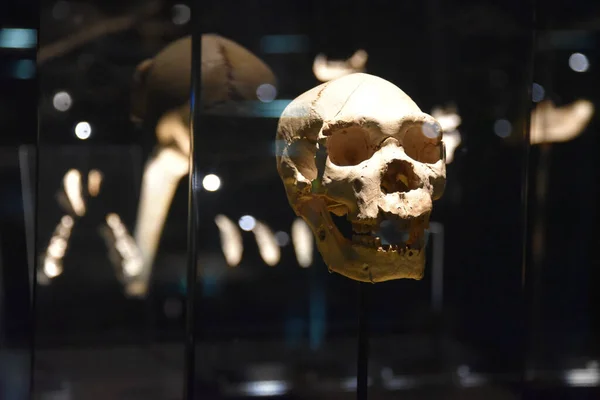 Burgos Hiszpania Paź 2021 Przedhistoryczne Ludzkie Czaszki Wystawie Muzeum Ewolucji — Zdjęcie stockowe