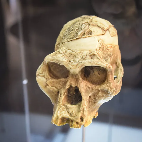 Burgos, İspanya - 16 Ekim 2021: İnsan Evrim Müzesi 'nde tarih öncesi insan kafatasları sergileniyor