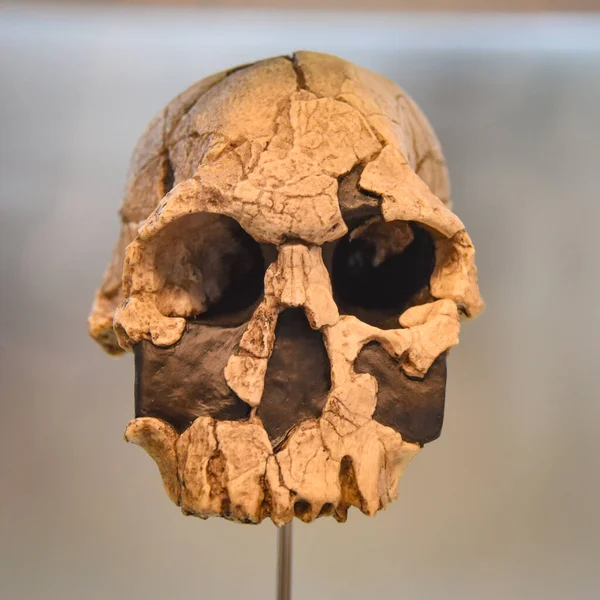 Бургос Испания Октября 2021 Года Доисторические Человеческие Черепа Выставлены Музее — стоковое фото