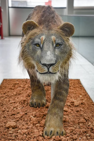 Burgos España Oct 2021 Modelo León Prehistórico Exhibición Museo Evolución — Foto de Stock