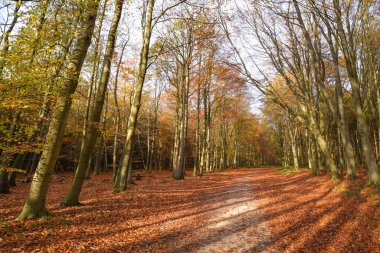 Sherwood Ormanı, İngiltere - 17 Kasım 2021: Sherwood Ormanı 'nda sonbahar yaprakları ve renkler, Sherwood Pines, Nottinghamshire, İngiltere
