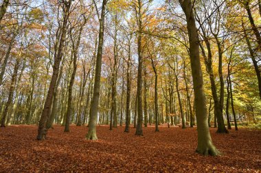 Sherwood Ormanı, İngiltere - 17 Kasım 2021: Sherwood Ormanı 'nda sonbahar yaprakları ve renkler, Sherwood Pines, Nottinghamshire, İngiltere