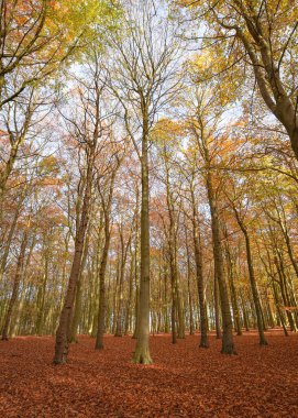 Sherwood Ormanı, İngiltere - 17 Kasım 2021: Sherwood Ormanı 'nda sonbahar yaprakları ve renkler, Sherwood Pines, Nottinghamshire, İngiltere