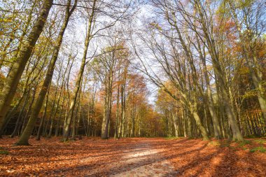 Sherwood Ormanı, İngiltere - 17 Kasım 2021: Sherwood Ormanı 'nda sonbahar yaprakları ve renkler, Sherwood Pines, Nottinghamshire, İngiltere