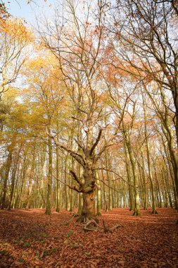 Sherwood Ormanı, İngiltere - 17 Kasım 2021: Sherwood Ormanı 'nda sonbahar yaprakları ve renkler, Sherwood Pines, Nottinghamshire, İngiltere