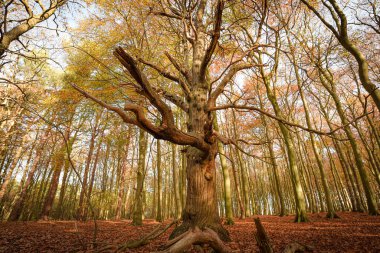 Sherwood Forest, UK - 17 Nov, 2021: Autumn leaves and colours in Sherwood Forest, Sherwood Pines, Nottinghamshire, UK clipart