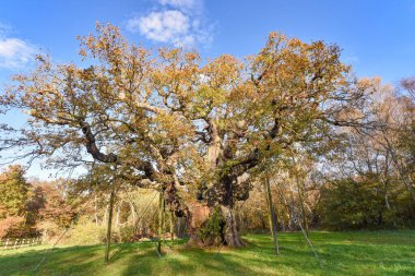Sherwood Forest, UK - 20 Nov, 2021: Major Oak, an extremely large and historic oak tree in Sherwood Forest, Nottinghamshire, England clipart