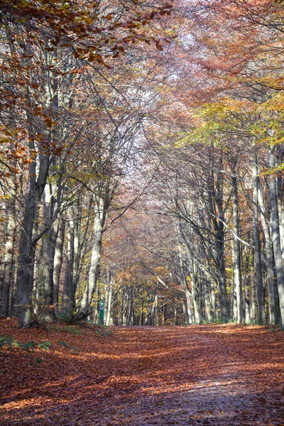 イギリスのシャーウッド フォレスト 2021年11月17日 英国のシャーウッド フォレスト シャーウッド パインズ ノッティンガムシャーの秋の葉と色 — ストック写真