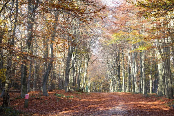 Sherwood Forest Nov 2021 Осінній Листя Кольори Шервуд Форест Шервуд — стокове фото