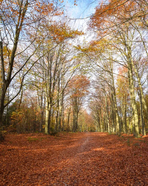 Sherwood Forest Nov 2021 Осінній Листя Кольори Шервуд Форест Шервуд — стокове фото