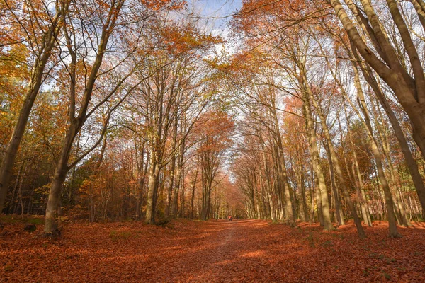 Sherwood Forest Nov 2021 Осінній Листя Кольори Шервуд Форест Шервуд — стокове фото