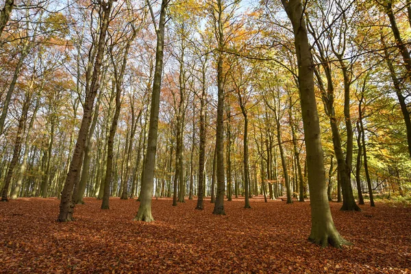 Sherwood Forest Nov 2021 Осінній Листя Кольори Шервуд Форест Шервуд — стокове фото