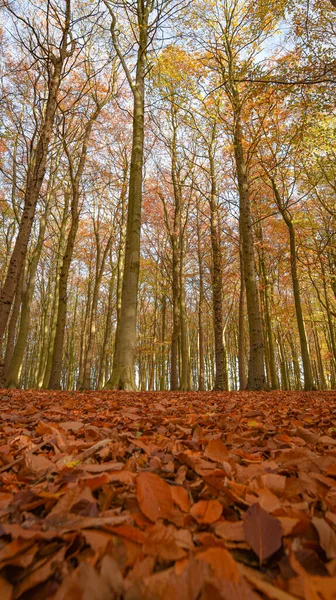 Sherwood Forest Nov 2021 Осінній Листя Кольори Шервуд Форест Шервуд — стокове фото