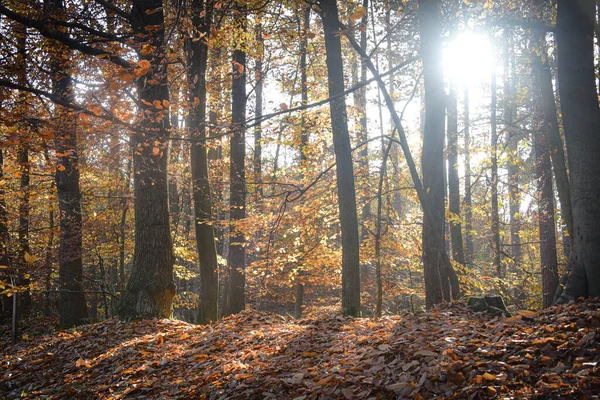 Sherwood Forest Nov 2021 Осінній Листя Кольори Шервуд Форест Шервуд — стокове фото