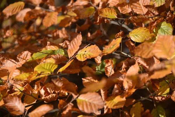 Sherwood Forest Ηνωμένο Βασίλειο Nov 2021 Φθινοπωρινά Φύλλα Και Χρώματα — Φωτογραφία Αρχείου