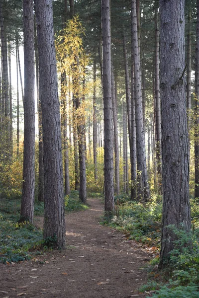 Sherwood Forest Nov 2021 Herfstbladeren Kleuren Sherwood Forest Sherwood Pines — Stockfoto