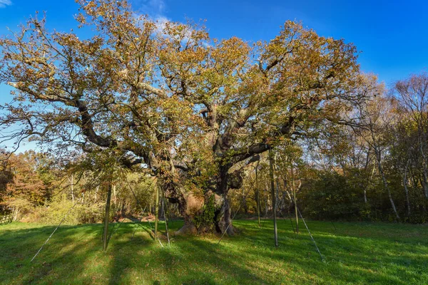 Sherwood Forest Nov 2021 Major Oak Надзвичайно Велике Історичне Дубове — стокове фото