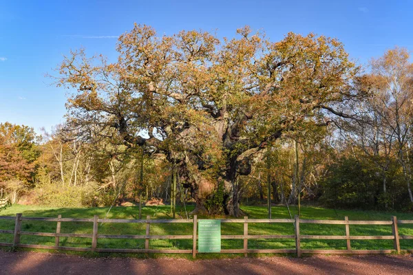 Sherwood Forest Nov 2021 Major Oak Extra Large Historic Oak — стоковое фото