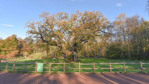 Sherwood Forest Wielka Brytania Nov 2021 Major Oak Niezwykle Duży — Zdjęcie stockowe