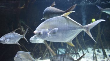 Biarritz, Fransa - 15 Ocak 2023: Biarritz Akvaryum ve Sealife Center, Port Vieux