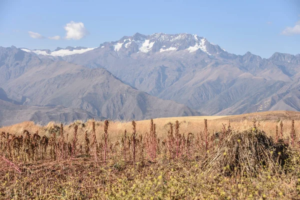 Fields of Maize and Quinoa, Urubamba Valley, Cusco, Peru