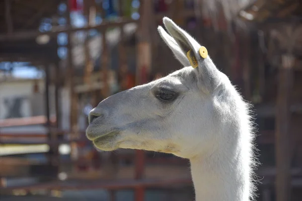 Peru Cusco Yakınlarındaki Dağları Ndaki Bir Çiftlikte Lama — Stok fotoğraf