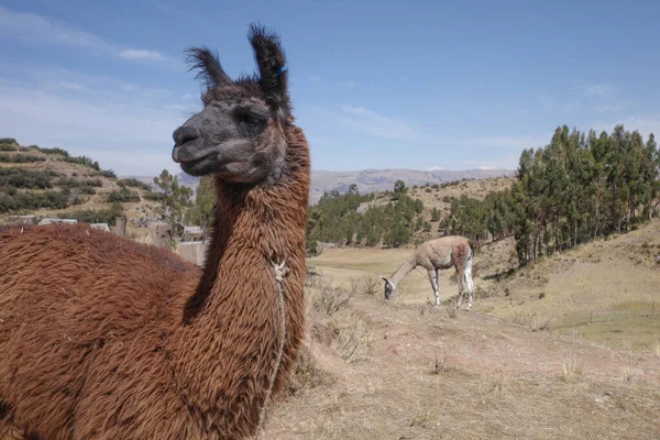 Peru Cusco Yakınlarındaki Dağları Ndaki Bir Çiftlikte Lama — Stok fotoğraf