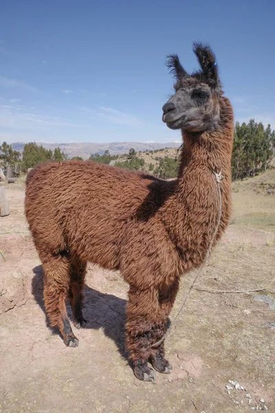 Peru Cusco Yakınlarındaki Dağları Ndaki Bir Çiftlikte Lama — Stok fotoğraf