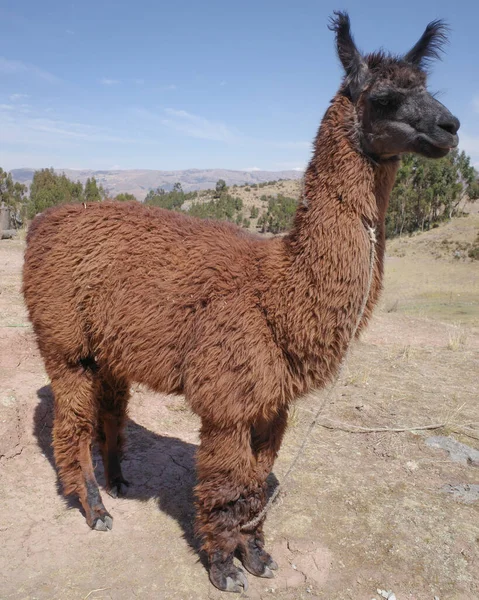 Llama Ranch Andes Mountains Cusco Peru — Stock Photo, Image