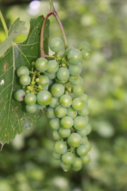 Bir demet yeşil üzüm.