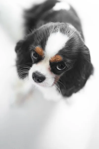 Cavalier King Charles Spaniel — Stock Photo, Image