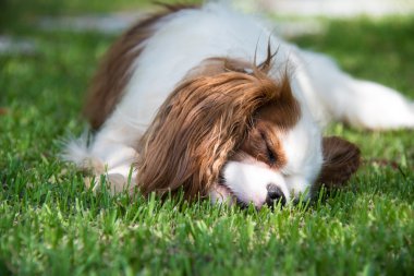 leuke hond een dutje doen op het gras