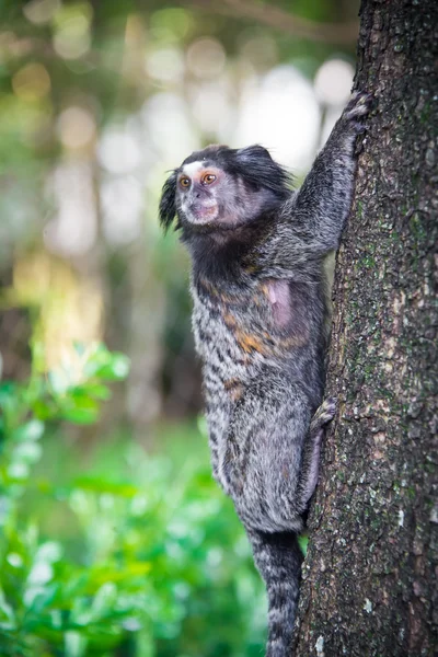 Macaco brasileiro selvagem — Fotografia de Stock