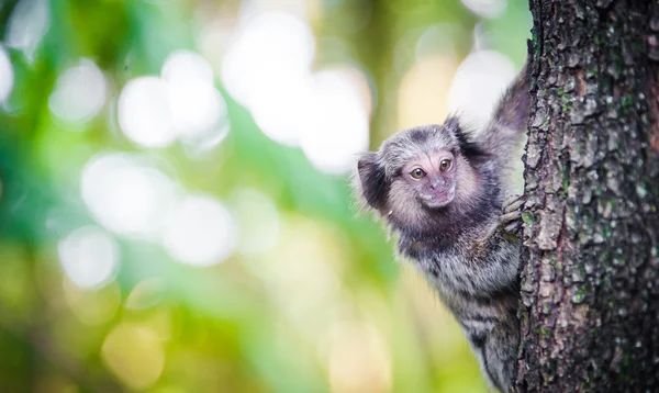 Macaco brasileiro selvagem — Fotografia de Stock