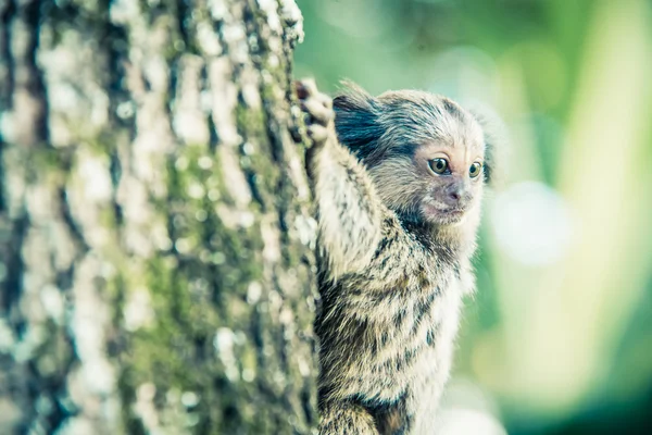 Macaco selvagem — Fotografia de Stock