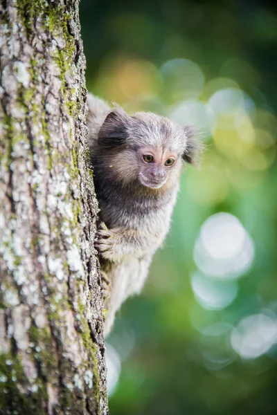 Macaco brasileiro selvagem — Fotografia de Stock