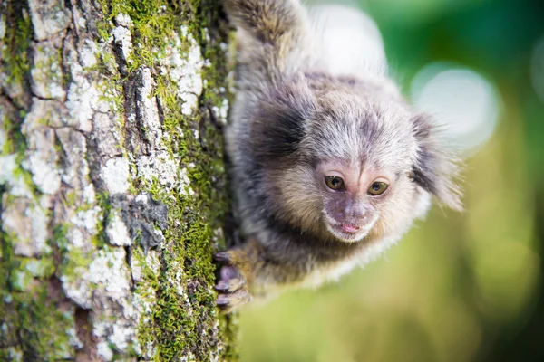 Macaco brasileiro selvagem — Fotografia de Stock