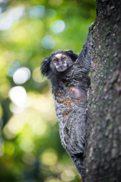 Macaco brasileiro selvagem — Fotografia de Stock