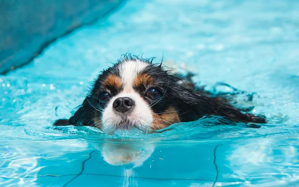 Hundeschwimmen. Frontansicht Stockbild