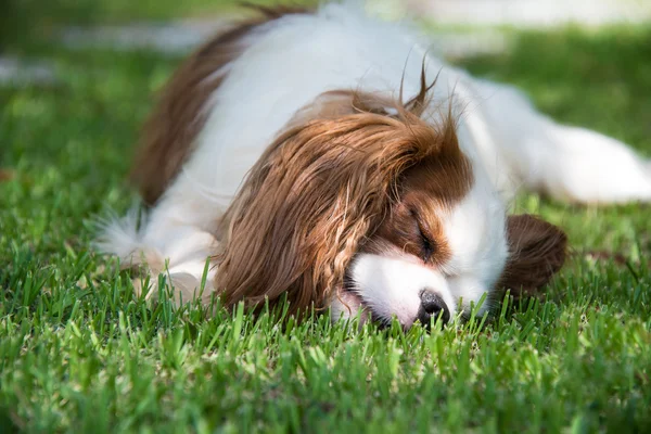 Netter Hund macht ein Nickerchen im Gras Stockfoto