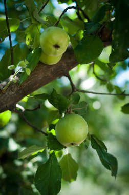 groene appel op tak tegen