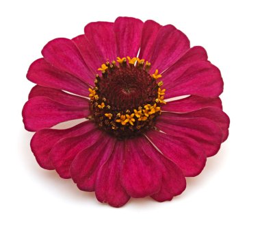 Gerber papatya beyaz zemin üzerine