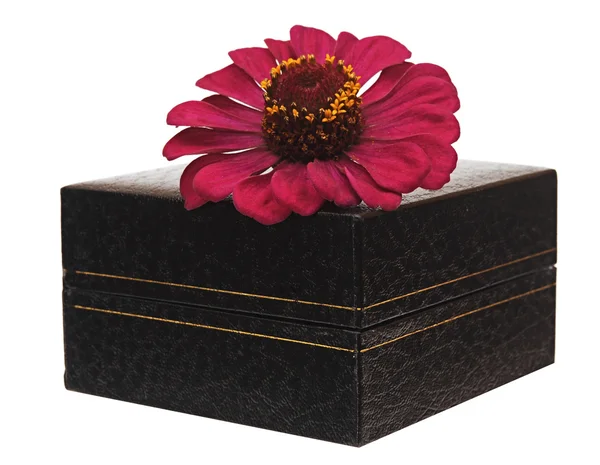 Güzel gerber çiçek hediye kutusu — Stok fotoğraf