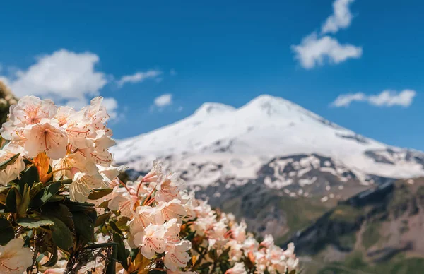 Elbrus Rododendrony Pohled Elbrus Mount Cheget Kvetoucí Bělošském Hřebeni Royalty Free Stock Fotografie