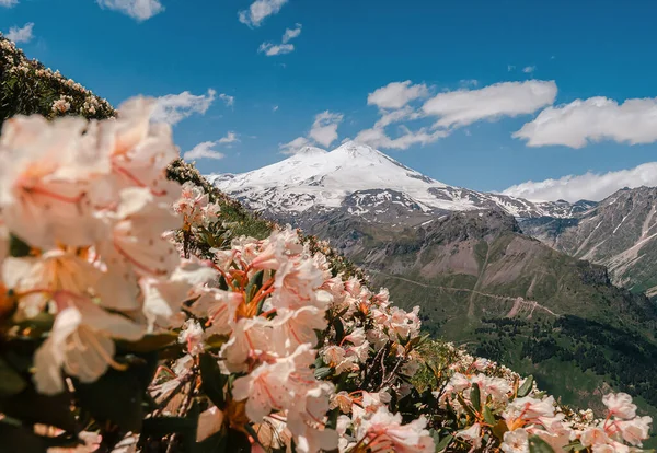 Elbrus Rhododendrons Vista Elbrus Monte Cheget Floração Cume Caucasiano Fotos De Bancos De Imagens